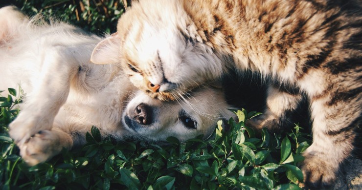 cão e gato