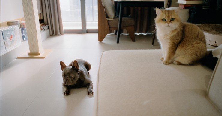 Animais de estimação em casa