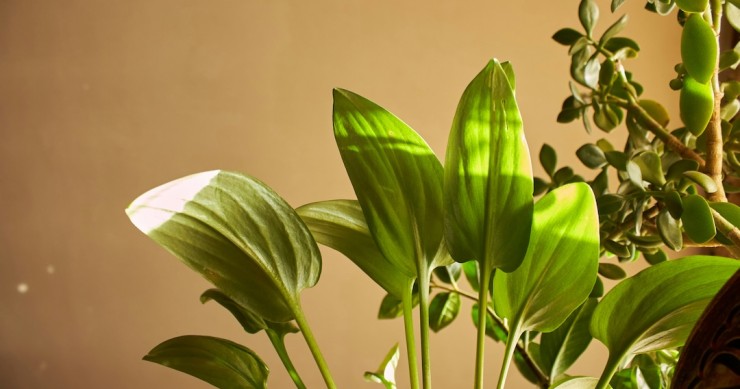 planta com folhas ao sol