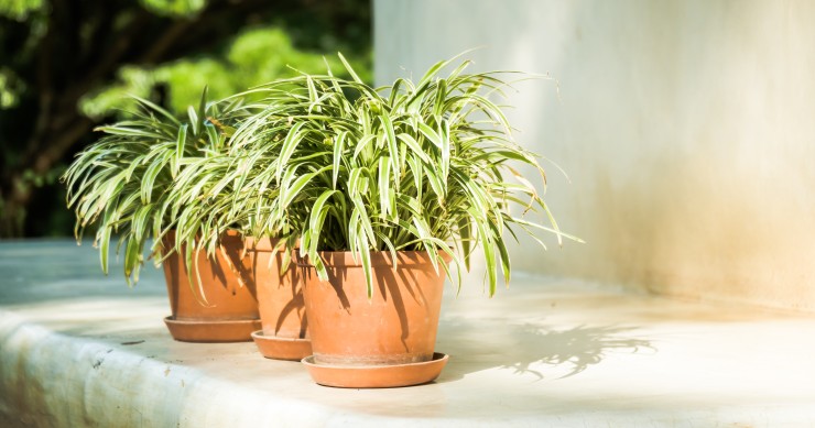 plantas de interior que gostam do exterior