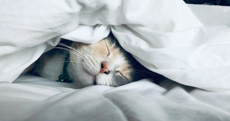 gato a dormir