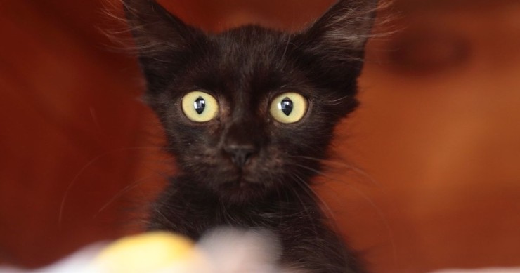 gato preto