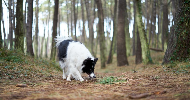 Animal no bosque