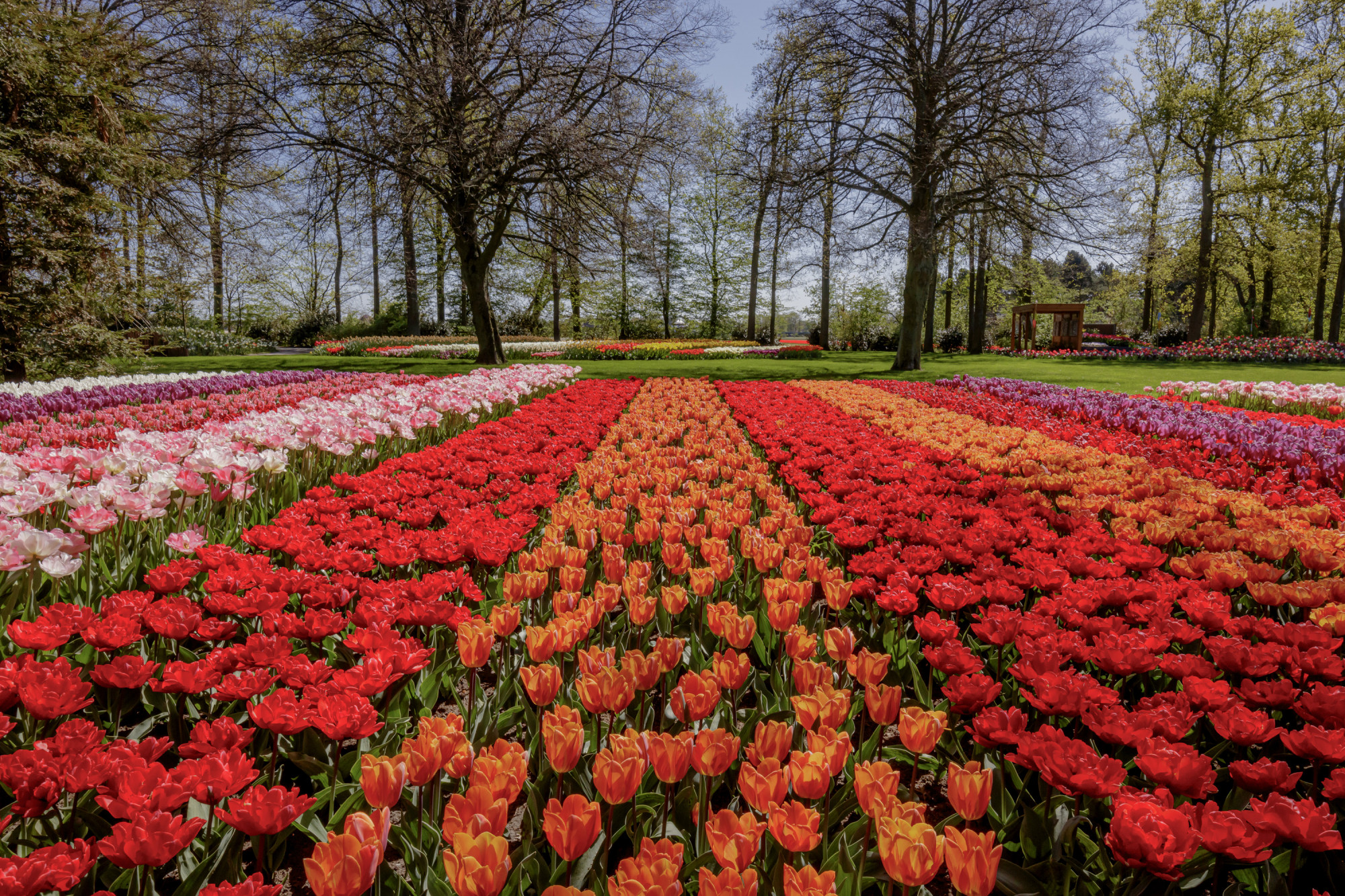 Jardins de tulipas de Keukenhof na Holanda abrem portas para uma