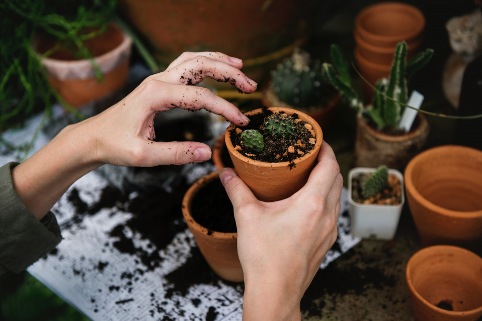 Ter plantas dentro de casa pode ser uma verdadeira terapia / rawpixel/Unsplash