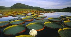 bosque-lluvioso-amazonas2