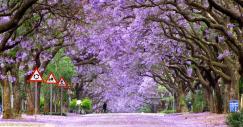 jacaranda-trees-south-africa