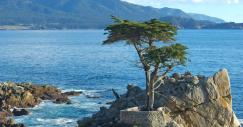 lone-cypress