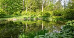 Um lago com nenúfares