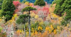 araucania_la_gran_floresta_chilena