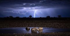 'Wildlife Under Lightning'