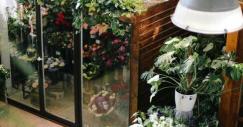 Como cuidar do jardim em casa