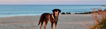 Dog friendly beach near me
