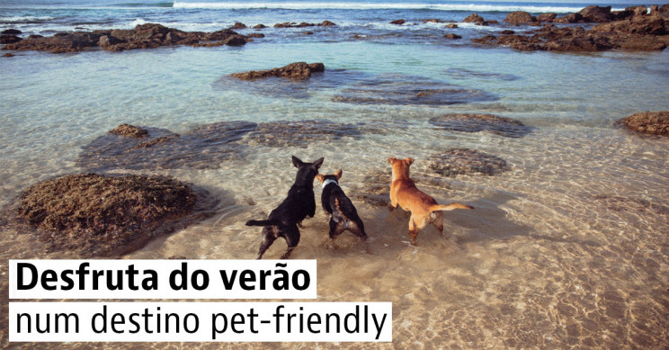 4 destinos de praia para ir com cães em Portugal