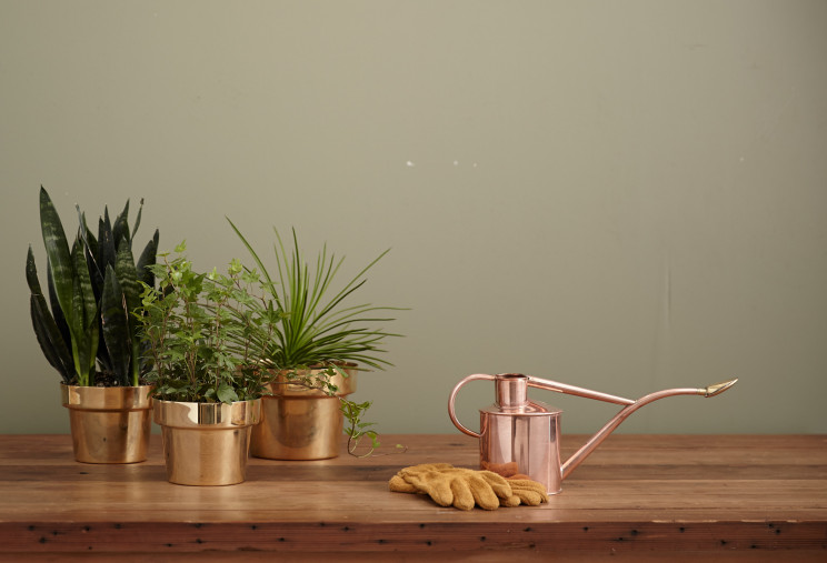 Para os amantes de plantas