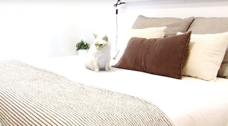 Evita os animais de estimação nas fotos