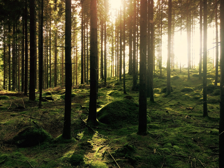 Gustav Gullstrand on Unsplash