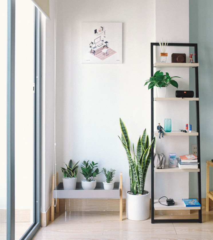 Decorar a casa com plantas