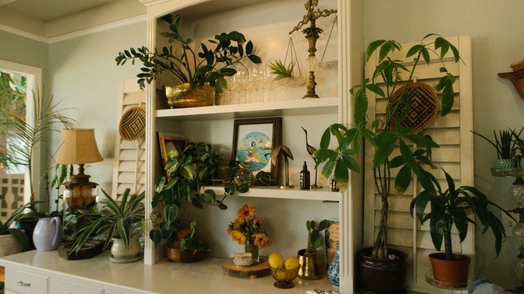 Plantas purificam o ar