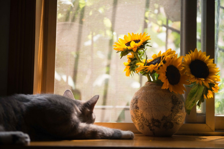 Flores trazem boas energias