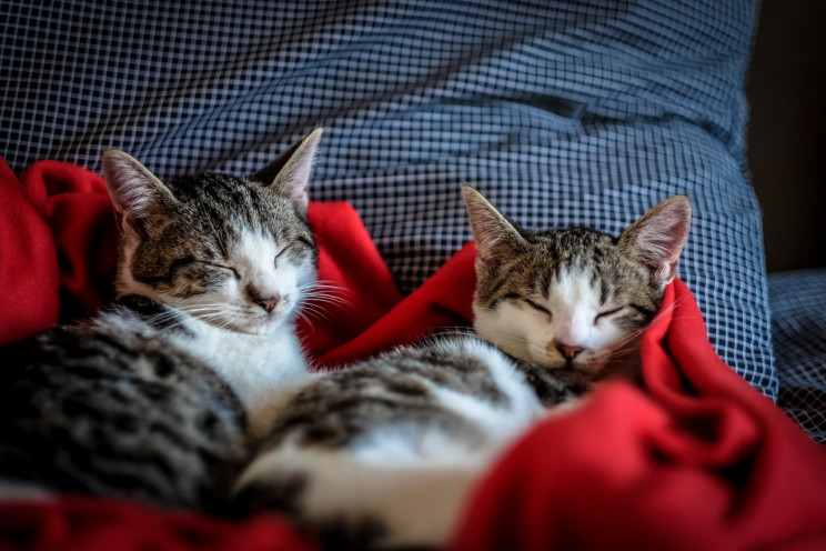 Gatos atraem boas energias para casa