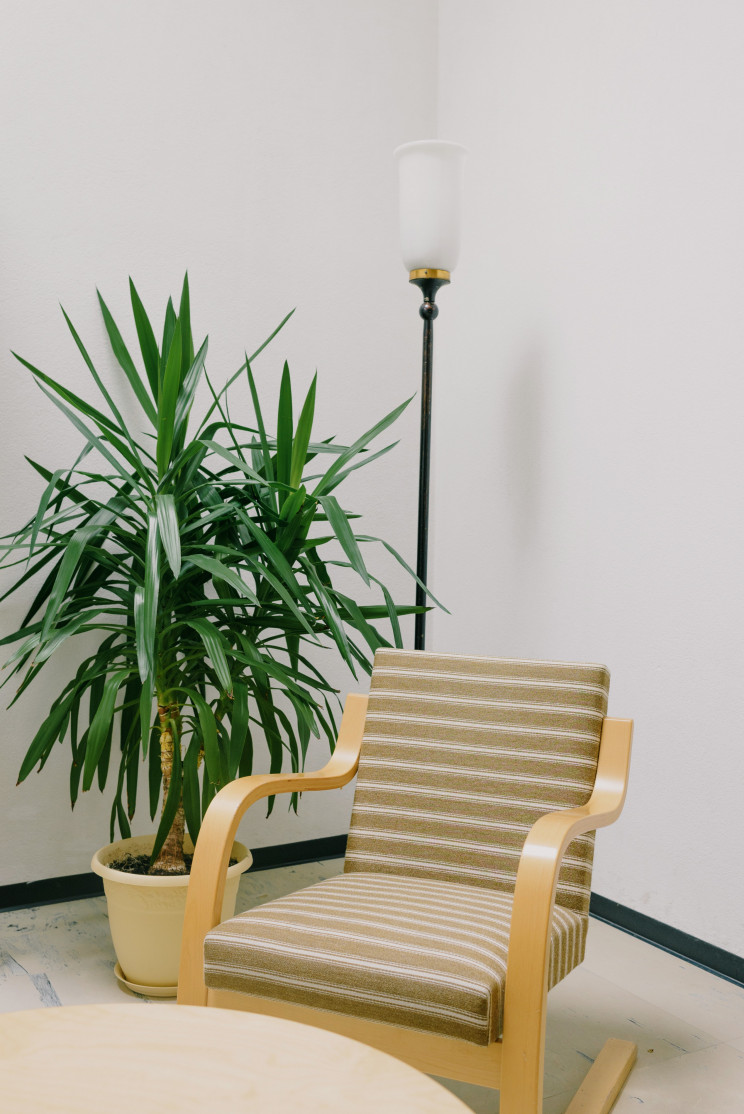 Decorar la casa con plantas.