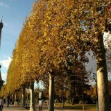 Colecionador português paga 220 mil euros por escadaria da Torre Eiffel