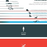 Radiografia do dia: Os animais mais mortíferos do mundo