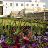 Em Copenhaga já são obrigatórios os terraços verdes