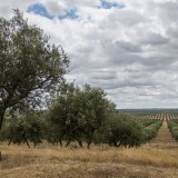 Herdade dos Machados: rendeiros levam Estado a tribunal para travar perda de terras