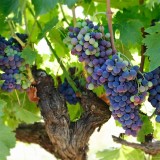 O maior produtor mundial de vinho é... 