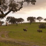 Esta espetacular herdade está localizada em Portalegre e custa 3.970.000 euros.
