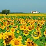 Alentejo é um dos 50 destinos a visitar em 2016, diz o The New York Times