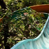 Um parque aquático abandonado com escorregas e crocodilos (verdadeiros) na piscina 