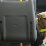 Deco Alerta: Vais de férias? Aprende a viajar com o teu animal de estimação