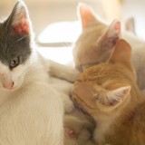 Deco Alerta: Queres levar o cão e o gato para a tua casa nova? Sabes o que diz a lei? 