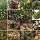 Dicas de decoração: A importância de ter plantas autóctones no jardim