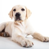 Deco Alerta: Sabias que a partir de maio os animais de estimação deixam de ser “coisas”?