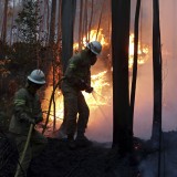 Economia perde 250 milhões de euros todos os anos com incêndios