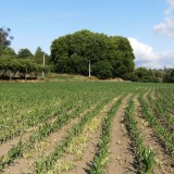 Fisco notifica contribuintes para limparem terrenos (prazo termina dia 15 de março) 