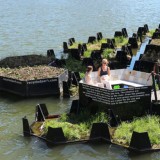 Um pequeno pulmão (verde) flutuante