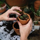 Como cuidar plantas: guia para evitar os erros mais comuns