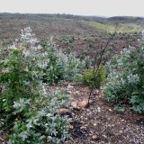 Navigator quer arrendar matas em Portugal