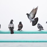 O que fazer quando um vizinho tem um pombal na varanda? 