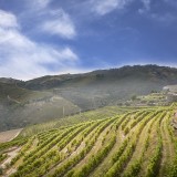 Uma das mais antigas quintas do Douro renasce com investimento alemão de 12 milhões