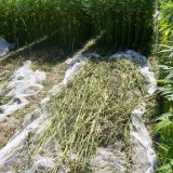 Adeus cimento, olá cânhamo. Esta é a estratégia das construtoras para reduzir poluição 