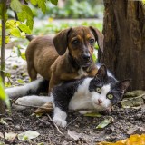 Animais de estimação têm nova lei - guia completo para saber o que está em causa