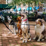 Animais de estimação - as regras para sair à rua sem violar a lei