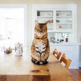 Novas regras para animais de estimação hoje em vigor - associações, veterinários e freguesias torcem o nariz