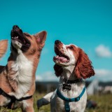 O registo de animais de estimação quanto custa afinal? Mais de 2,50 euros...